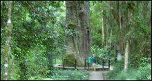 Woodville Big Tree