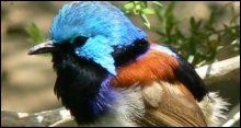 Birds of Eden Bird Sanctuary