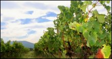 Bramon Wine Estate