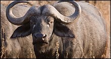 Buffalo Hills Game Reserve