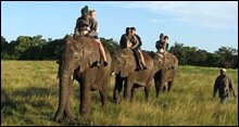 Elephant Ride Experience