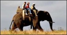 Knysna Elephant Park