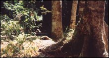 Knysna Timber Route