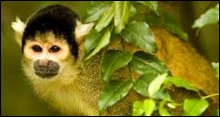 Monkeyland Primate Sanctuary
