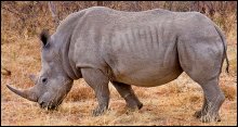 Rhino Base Camp