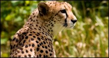 Teniqua Wildlife Awareness Centre