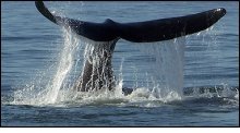 Whale watching