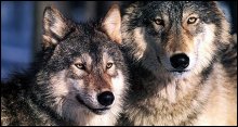 Tsitsikamma Wolf Sanctuary