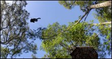 Tree Top Canopy Zipline Tour